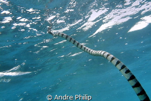 Banded Sea Snake to breathe at the surface by Andre Philip 